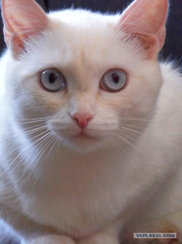 Котовторник 31.03.2015