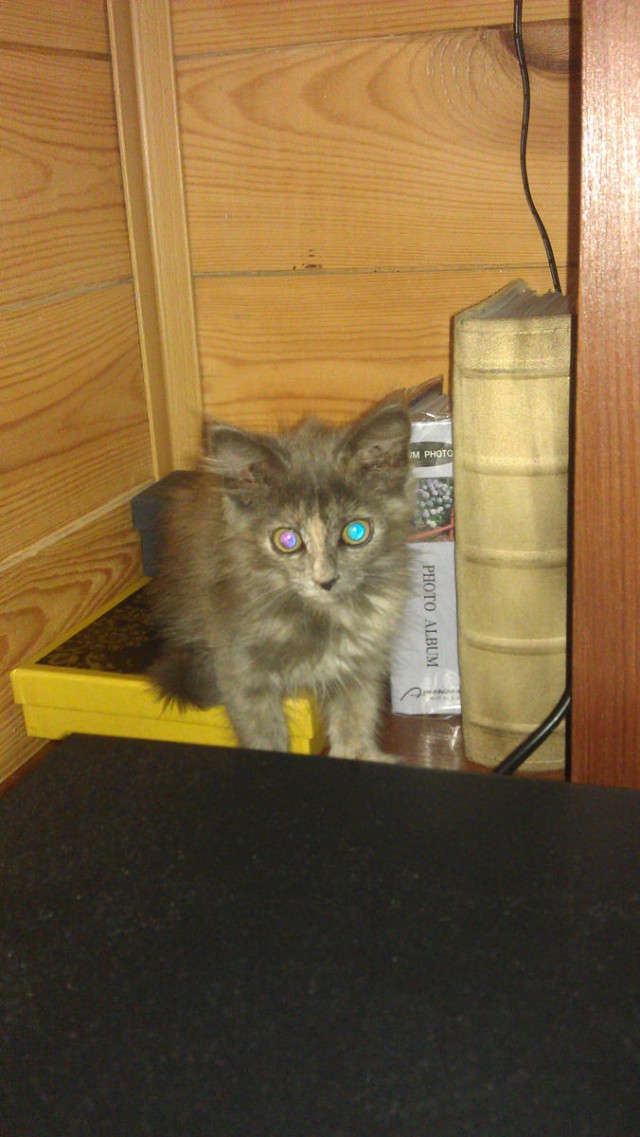 Про Тучку, которая стала Дымкой