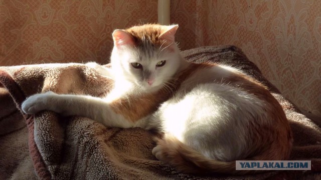 Котовторник 30,06, 2015