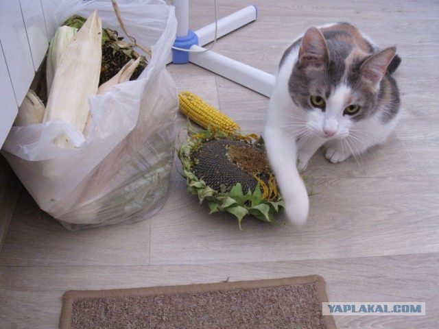 Котовторник 18.08.2015