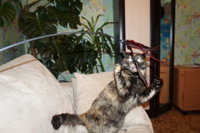 Жизнь Черного кота
