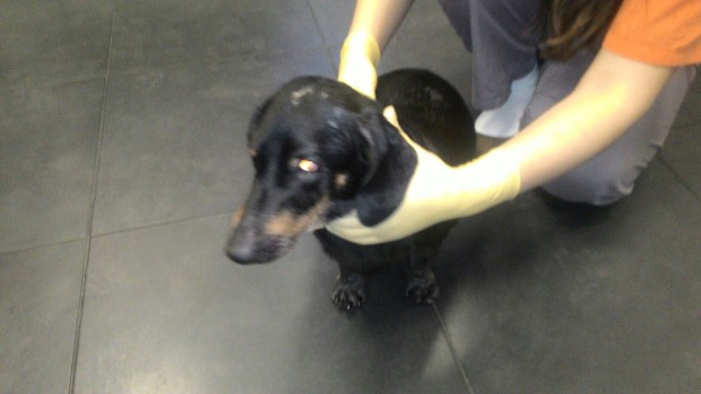 Ещё одна история из жизни собак...