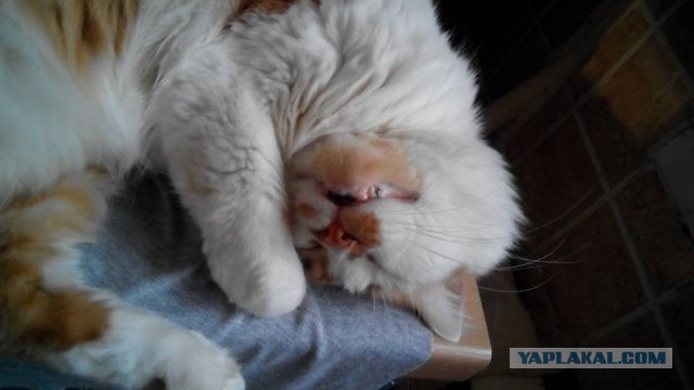Котовторник 15.12.2015