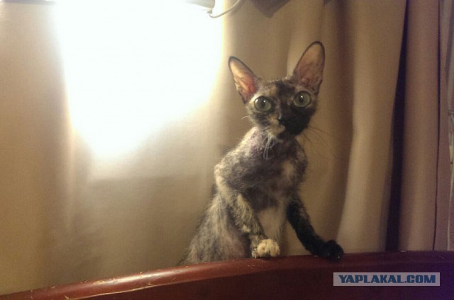 Пост невероятной кошачьей красоты. 25 фот.