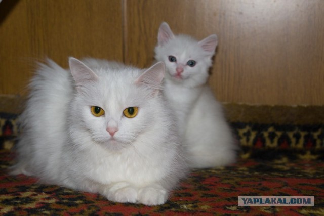 Котовторник 26.01.2016