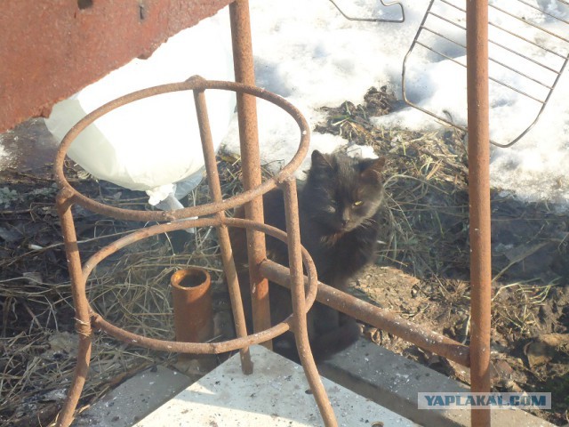 Мой личный котоленд 14