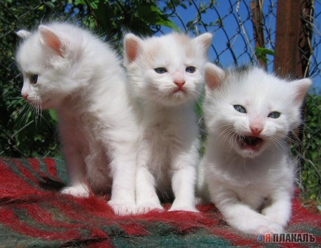 Вторничный котомёт!