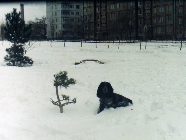 Прозвища домашних животных