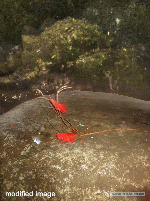 Исчезновение и трагическая гибель Лисанн Фрон и Крис Кремерс