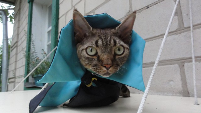 Котовторник 30.08.2016