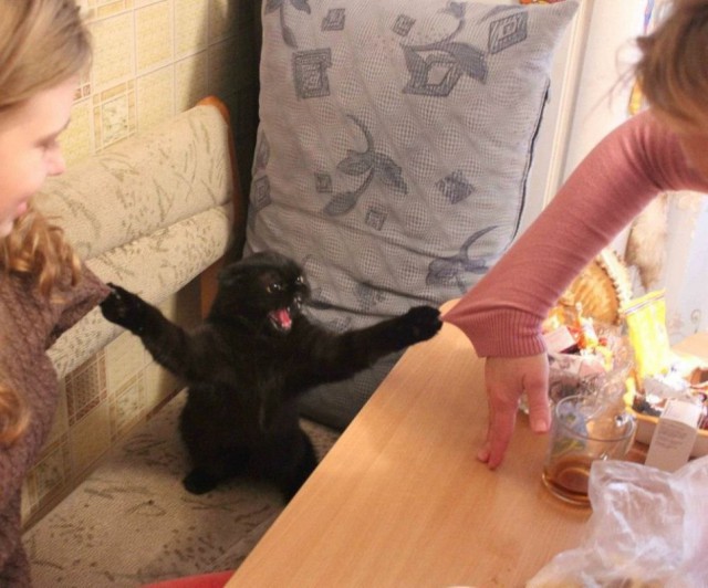 Коты из сети