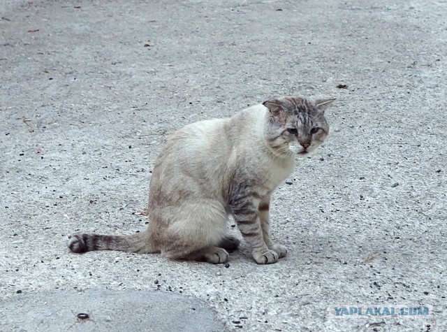 Котовторник 13.12.2016