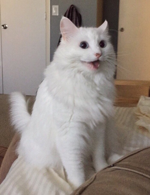 Коты из сети