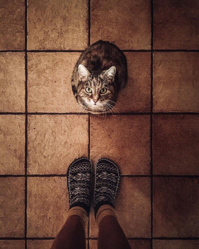 Коты и Кошки