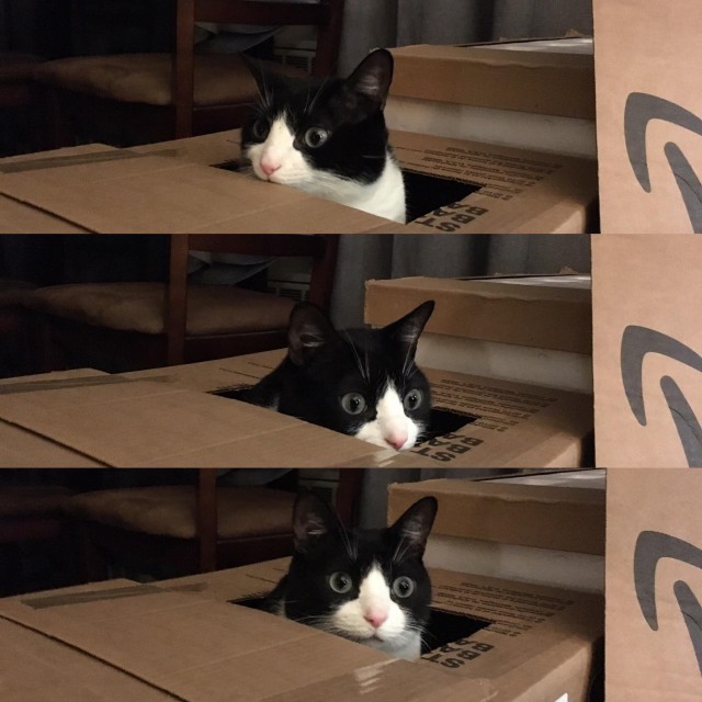 Коты и Кошки