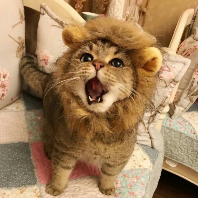 Коты и Кошки