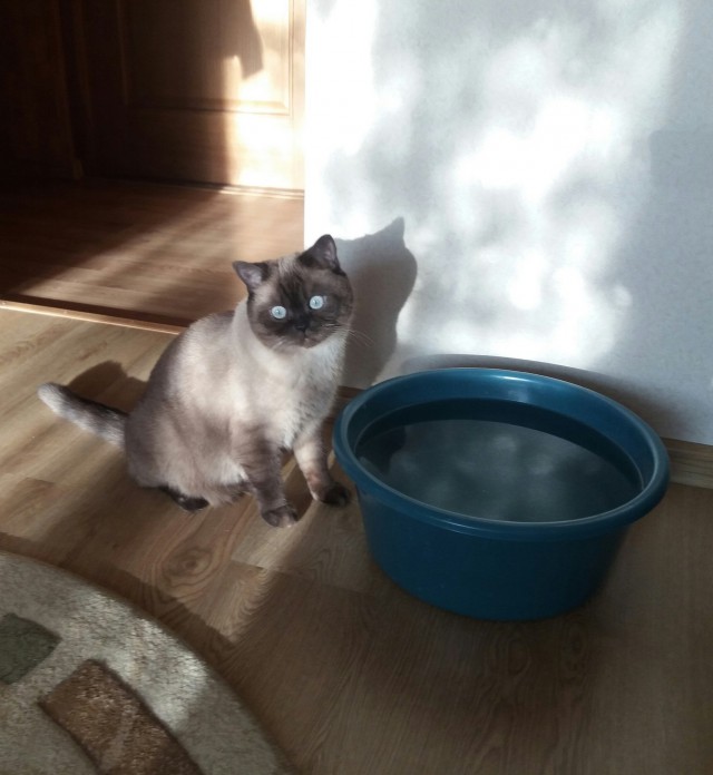 Прикольных котов пост