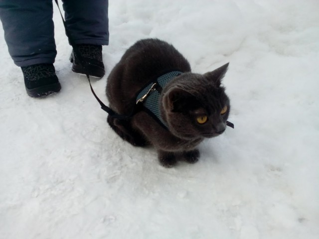 Котовторник 27.02.2018 наступил!