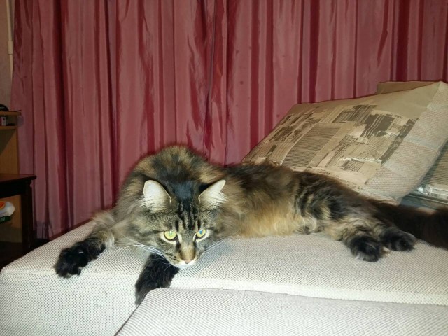 Котовторник 27.03.2018