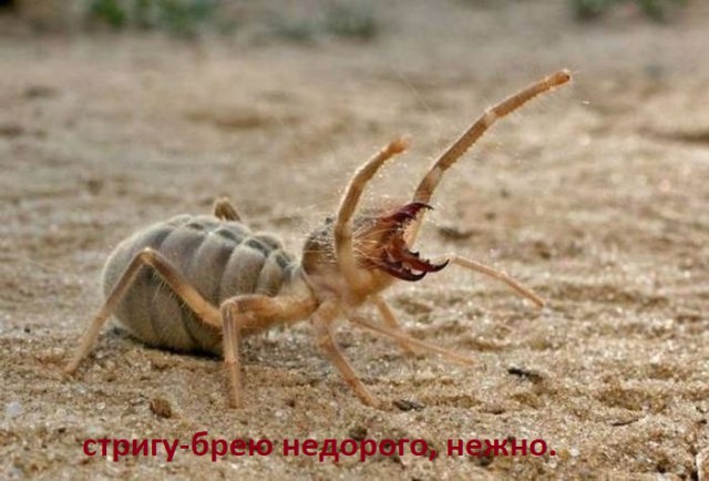 Остро