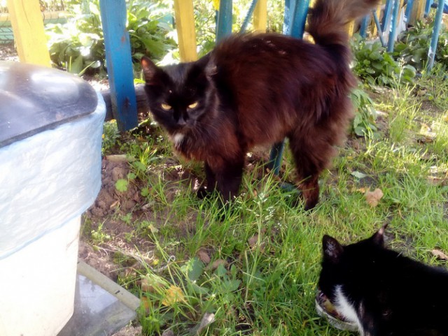 Котовторник
