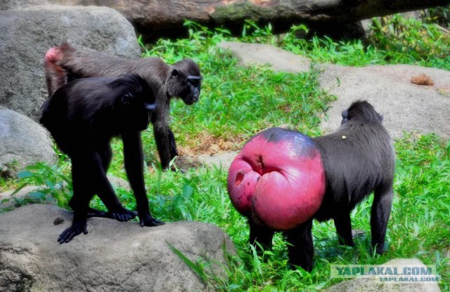 Как выглядит куриная попа выталкивающая яйцо