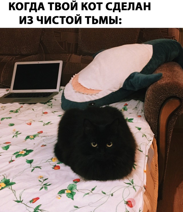 Неадекватные коты