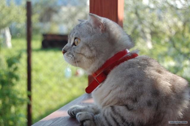 Котовторник на ЯПлакалъ (20.05.08), прикольные коты, добавляем свои!