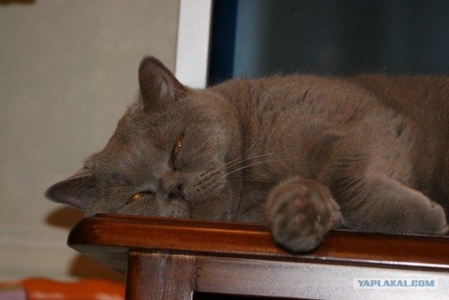 Котовторник на ЯПлакалъ 08.07.2008