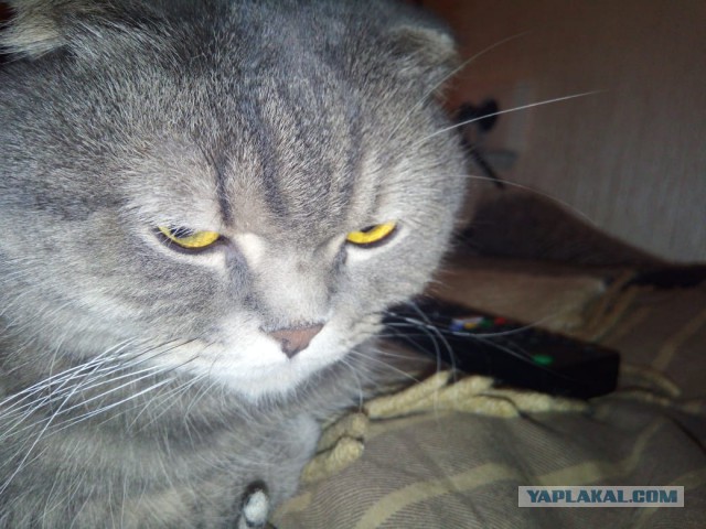 20+ (спорных) фактов о психологии и характере кошек, которыми поделился заводчик со стажем