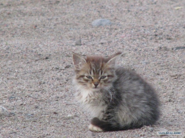 Котовторник с Кузей