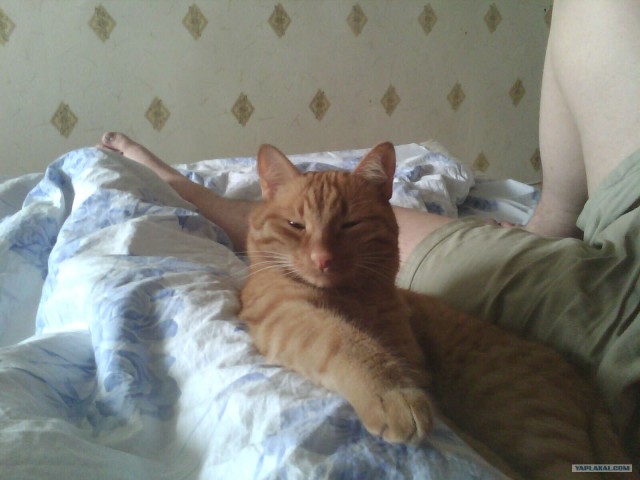 Сонный Котовторник