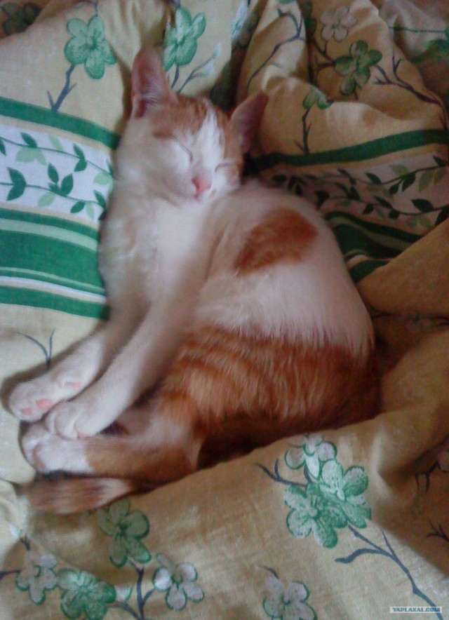 Котовторник 22.11.11