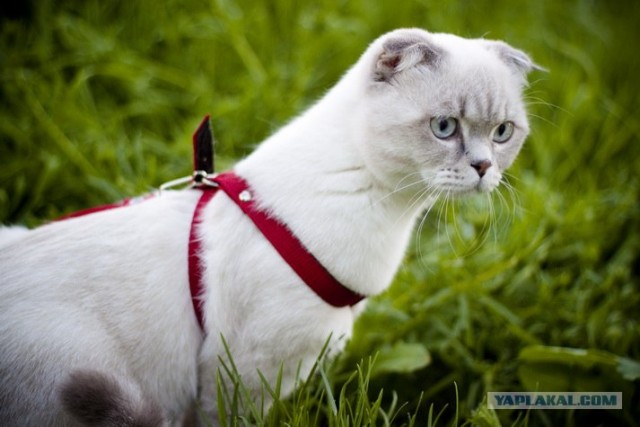 Котовторник 06.12.2011