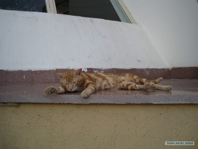 Котовторник (24. 01. 2012 )