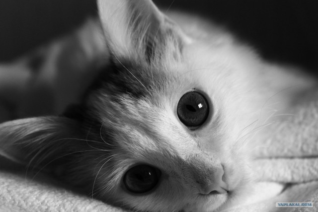 Котовторник (14.02.2012)