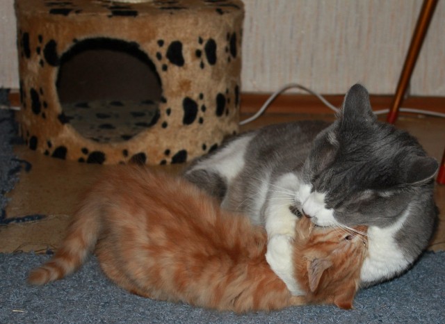Котовторник (28.02.2012)