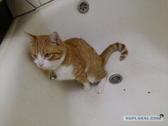 Как кот отреагирует на видео с хозяином, которого уже нет?