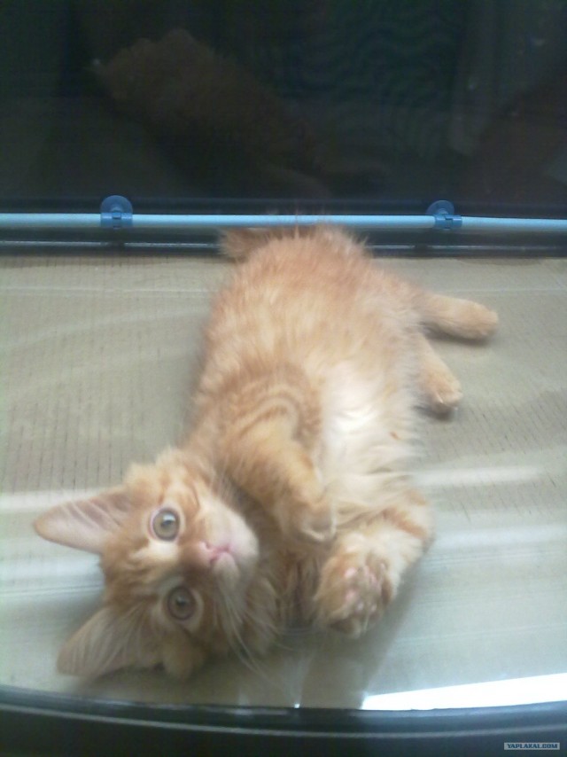 Котовторник 24.04.2012