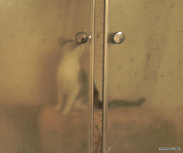 Котовторник  19.06.2012