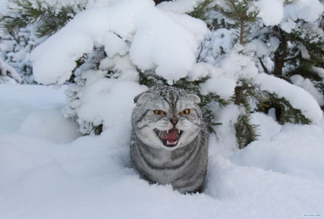 Новогодний Котовторник 01.01.2013