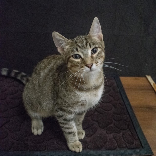 Забавные фото котеек