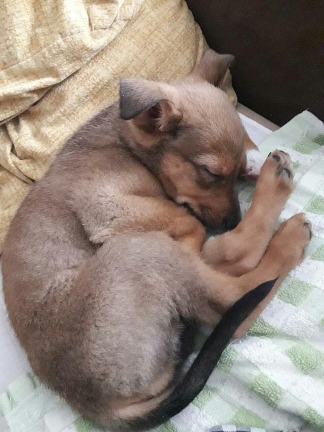 Пёс