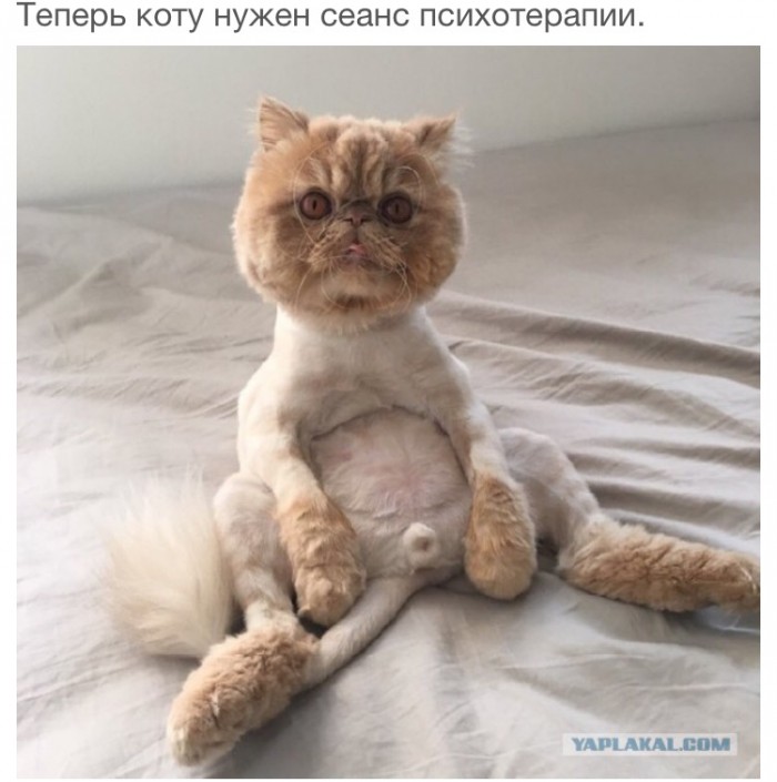 Как не нужно стричь животных, чтобы они не обижались