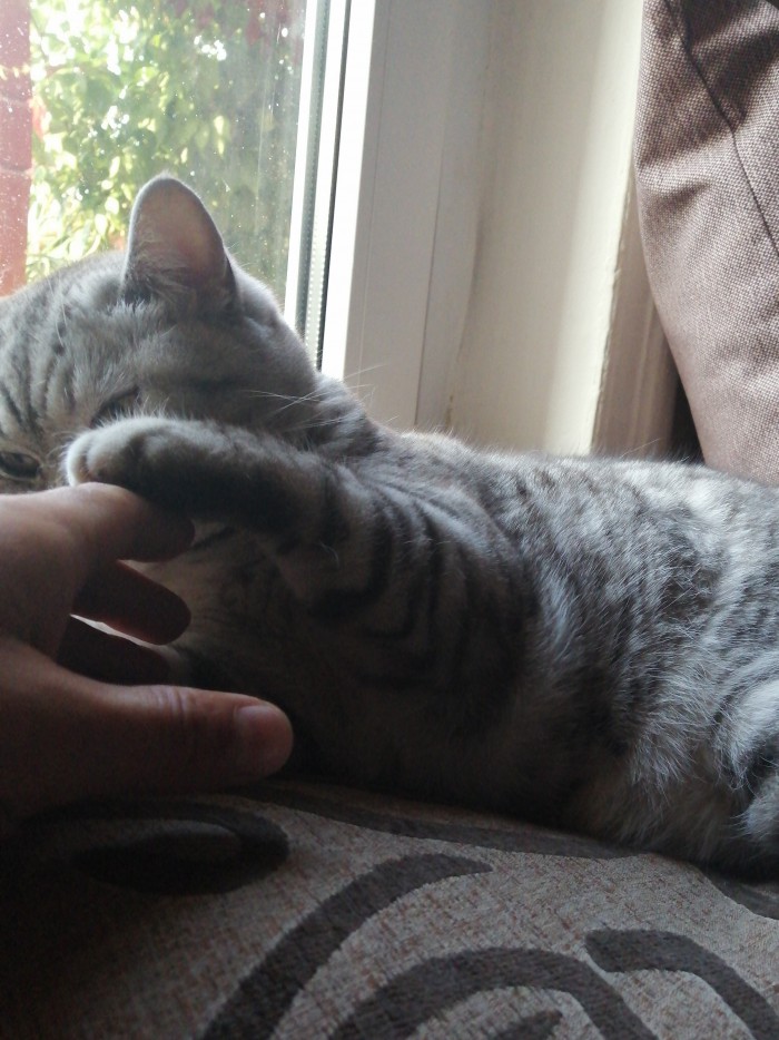 Правильный кот пользуется унитазом, а не лотком