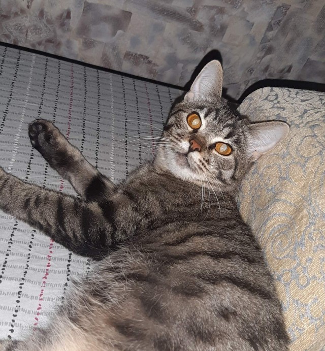 Забавные фото котеек