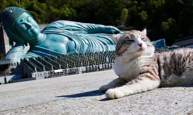 Коты-буддисты