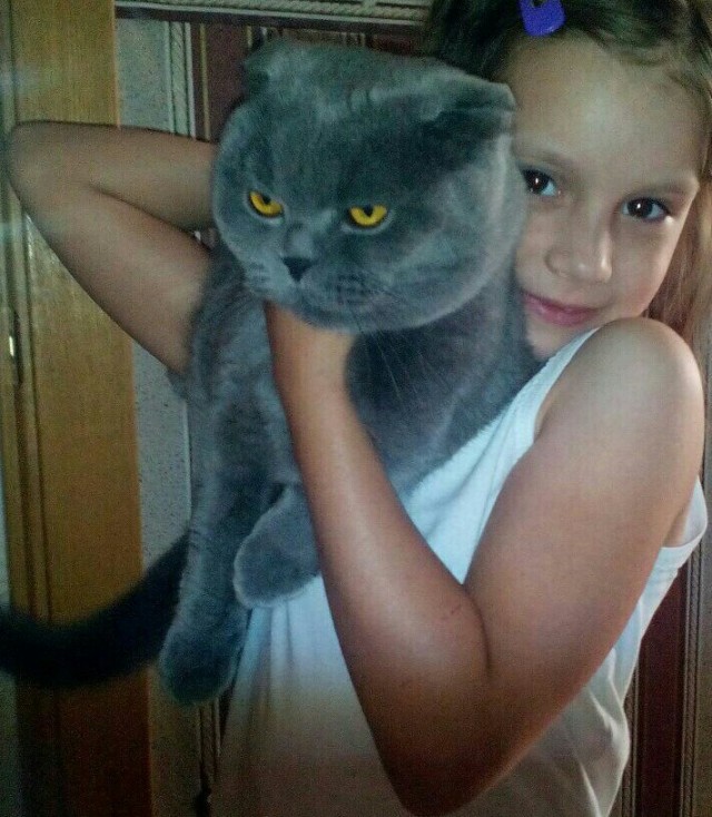 Лучшие сухие корма для кошек