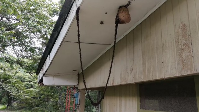 Армия муравьев построила мост, чтобы вторгнуться в осиное гнездо
