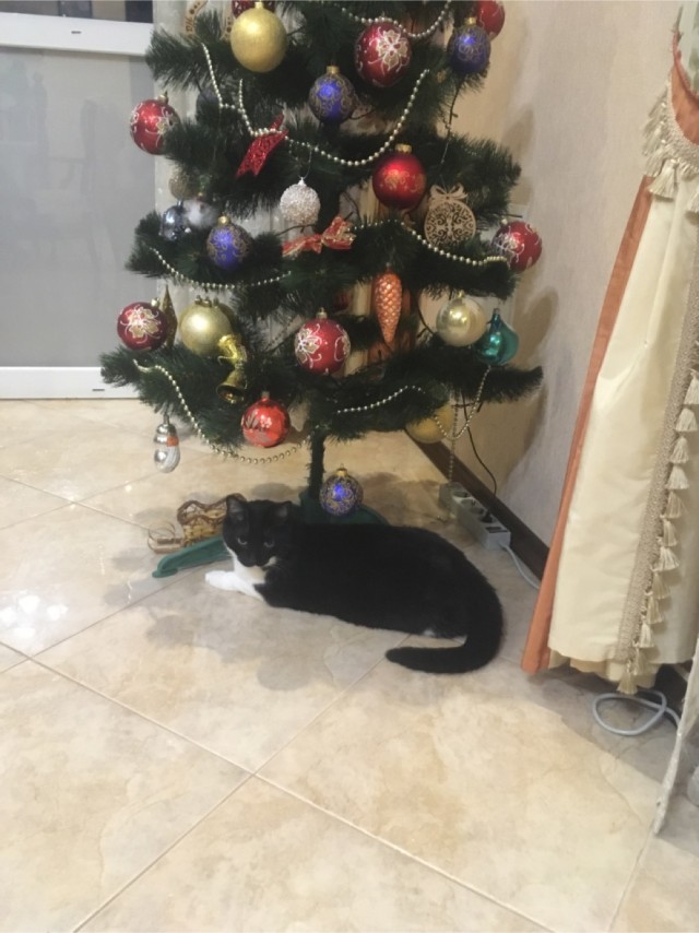 Последний котовторник 2020 года